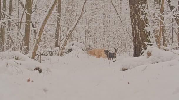 Witte honden van de Golden Retriever broeden in het wintersprookjesbos. De sneeuw valt.. — Stockvideo