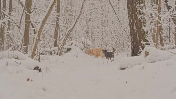 金毛猎犬的白狗在童话般的冬季森林里繁殖。 雪要下了. — 图库视频影像