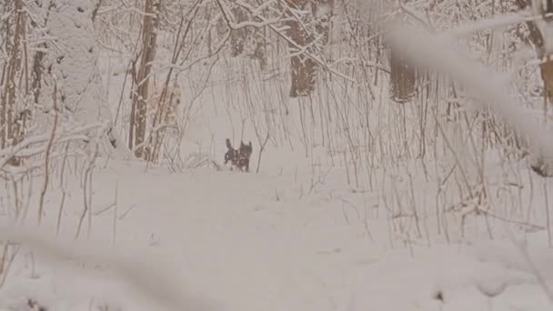 Białe psy rasy Golden Retriever w zimowym lesie bajkowym.Dzień. Śnieg pada. — Wideo stockowe