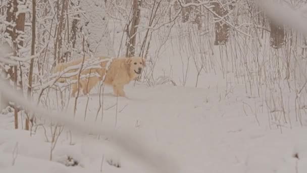 冬のおとぎ話の森の中でゴールデンレトリバーの白い犬。雪が降っている. — ストック動画