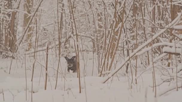 冬のおとぎ話の森の中でゴールデンレトリバーの白い犬。雪が降っている. — ストック動画