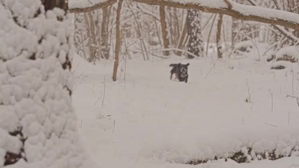 Weiße Hunde des Golden Retrievers brüten im Wintermärchenwald. der Schnee fällt. — Stockvideo