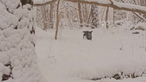 冬のおとぎ話の森の中でゴールデンレトリバーの白い犬。雪が降っている. — ストック動画