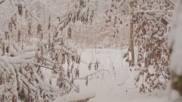 สุนัขขาวของสายพันธุ์ Golden Retriever ในป่าเทพนิยายฤดูหนาว หิมะกําลังตก . — วีดีโอสต็อก