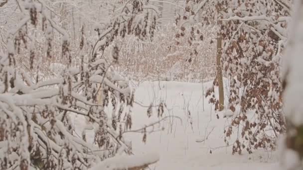 Білі собаки породи Золотого ретривера в зимовій казці forest.Day. Падає сніг.. — стокове відео