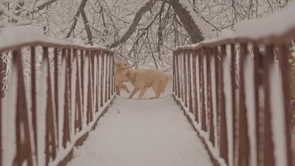 Weiße Hunde züchten Golden Retriever und Dackel, die auf der Brücke im Wald laufen. Winter, flauschiger Schneefall. — Stockvideo