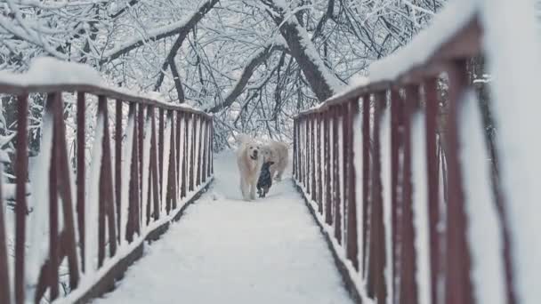 Weiße Hunde züchten Golden Retriever und Dackel, die auf der Brücke im Wald laufen. Winter, flauschiger Schneefall. — Stockvideo