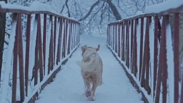 I cani bianchi allevano Golden Retriever e Dachshund corrono sul ponte nel bosco. Inverno, caduta neve soffice . — Video Stock