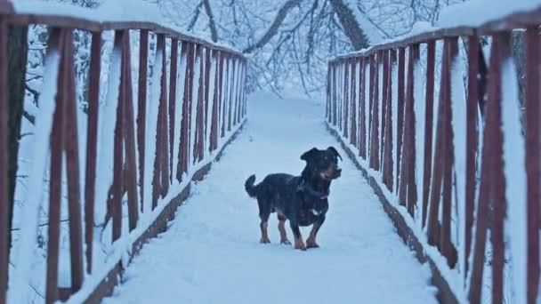Białe psy hodują Golden Retriever i Dachshund biegają po moście w lesie. Zima, padający puszysty śnieg. — Wideo stockowe