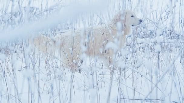 Los perros blancos del Golden Retriever se reproducen en el bosque de cuento de hadas de invierno.Día. La nieve está cayendo . — Vídeo de stock