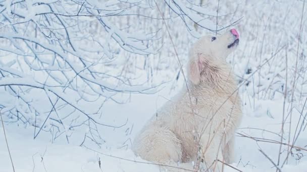 สุนัขขาวของสายพันธุ์ Golden Retriever ในป่าเทพนิยายฤดูหนาว หิมะกําลังตก . — วีดีโอสต็อก