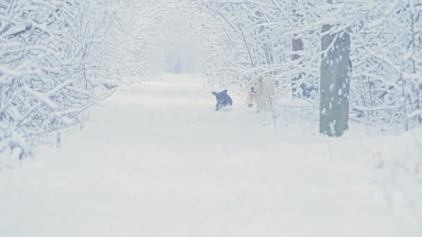 Los perros blancos del Golden Retriever se reproducen en el bosque de cuento de hadas de invierno.Día. La nieve está cayendo . — Vídeos de Stock