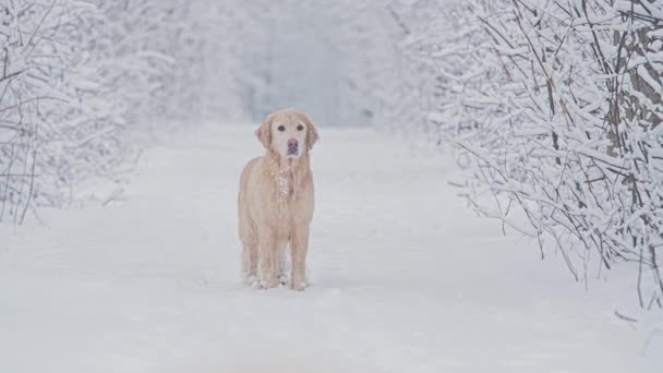 金毛猎犬的白狗在童话般的冬季森林里繁殖。 雪要下了. — 图库视频影像