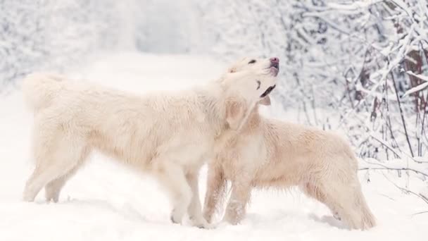 Bílí psi plemene Zlatý retrívr v zimním pohádkovém pralese. Padá sníh.. — Stock video
