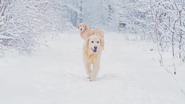 Vita hundar av Golden Retriever rasen i vinter saga skogen.Dag.Vintertid. Snön faller. — Stockvideo