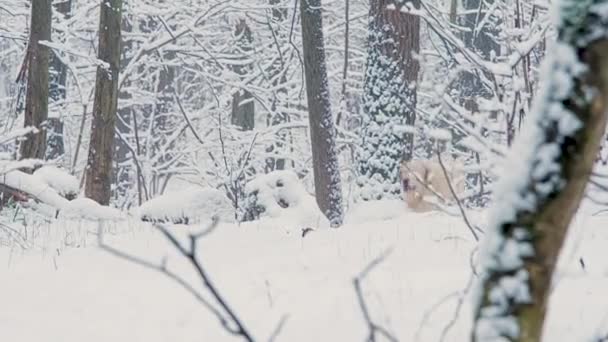 Fehér kutyák a Golden Retriever fajta a téli mesebeli erdőben.A hó esik. — Stock videók