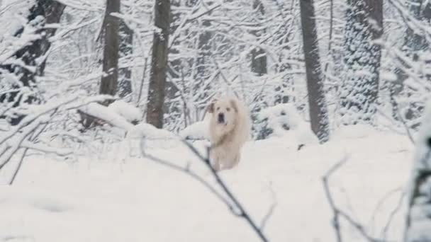 Λευκά σκυλιά της φυλής Golden Retriever στο δάσος παραμύθι χειμώνα. Το χιόνι πέφτει. — Αρχείο Βίντεο