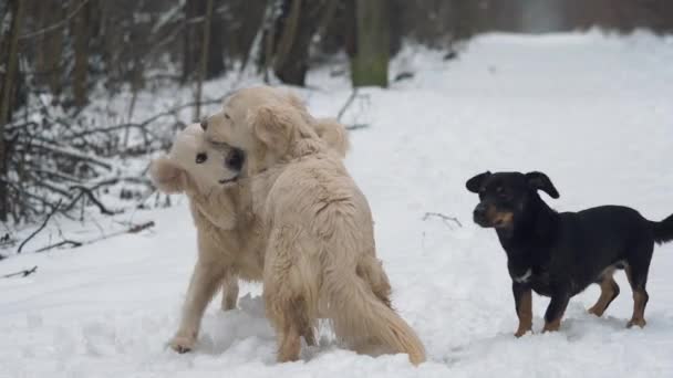 冬の森では 3匹の犬 ゴールデンレトリバーとダックスフント が遊び 戦います スローモーション — ストック動画