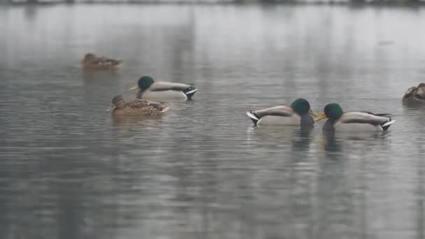 Anatre Selvatiche Drakes Lago Invernale — Video Stock