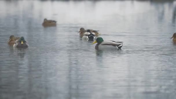 冬季湖上的野鸭和水鸭 — 图库视频影像