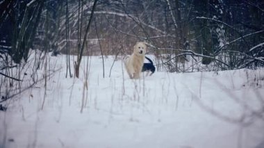 Golden retriever ve dachshund kış ormanlarında oynarlar. Av köpeği dachshund 'u yakalar..