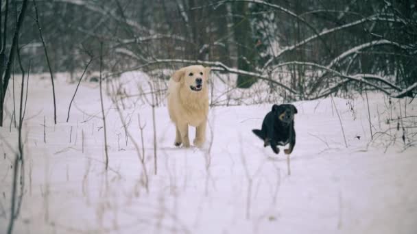 Golden Retriever Persigue Perro Salchicha Bosque Invierno Dachshund Lidera — Vídeos de Stock