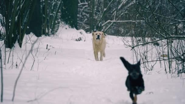 Golden Retriever Dachshund Competem Corrida Dachshund Encurta Distância Floresta Inverno — Vídeo de Stock