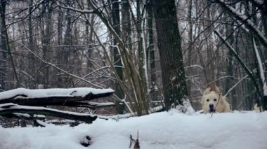 Bir köpek (golden retriever) kış ormanında bir kütüğe atlar..
