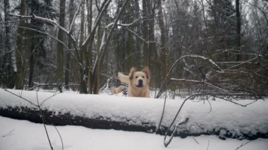 Kış ormanlarında Golden Retriever bir kütük aracılığıyla kameraya atlıyor. Yavaş çekim. 