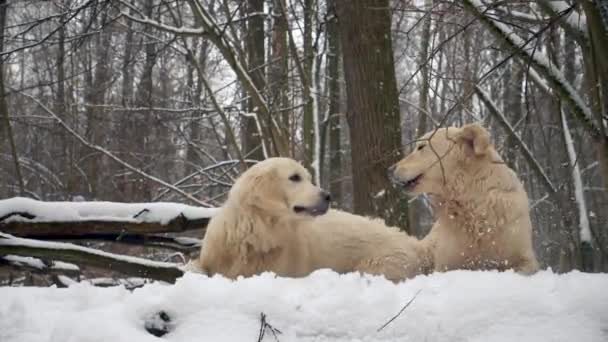雪の冬の森で2匹の犬 黄金の取得者 が遊ぶ — ストック動画
