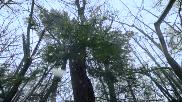 冬の森のクリスマスツリーから雪が降っています スローモーション — ストック動画
