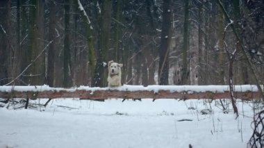 Bir köpek (Golden Retriever) yüksek bir engelle karşılaşır. Kış ormanında devrilmiş bir ağaç gövdesine atlamak.