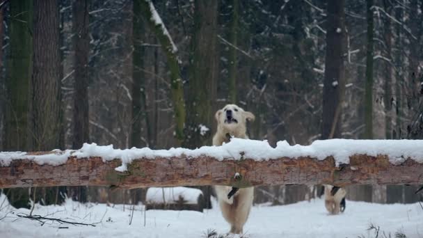 障害物を飛び越える犬 ゴールデンレトリバー 冬の森に落ちた木 — ストック動画