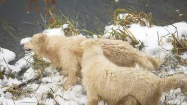 Kış gölünün kıyısında iki av köpeği (golden retriever). Bir tanesi sudan boşalıyor. Yavaş çekim.