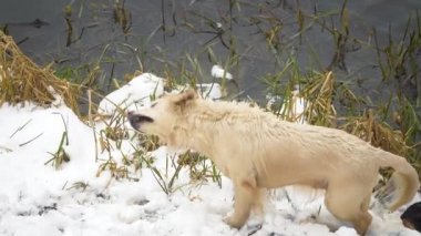 Golden Retriever, bir kış gölünün kıyısındaki sudan boşaltılır. Yavaş çekim.