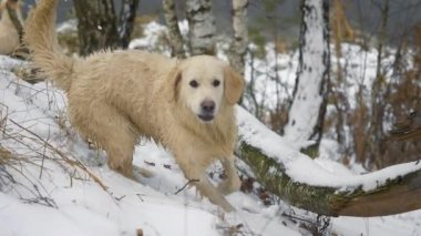 Kış gölünün kıyısında ıslak av köpeği (Golden Retriever).