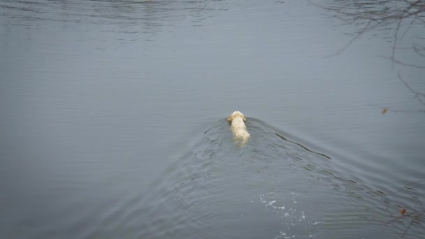 Bir Köpeği Golden Retriever Ördek Yakalamadan Kıyıya Yüzer — Stok video