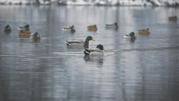 Drake Surrounded Ducks Winter Lake — Stock Video