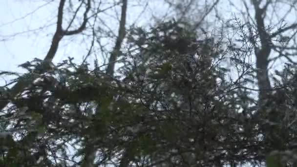 Nieve Cae Del Árbol Contra Cielo Bosque Invierno Cámara Lenta — Vídeo de stock