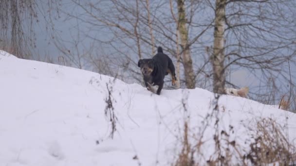 Dachshund Golden Retriever Dağın Yamacına Koşar Oynamaya Başlarlar Kış Kar — Stok video