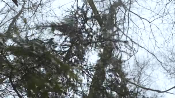 Nieve Está Cayendo Del Abeto Bosque Invierno Cámara Lenta — Vídeo de stock