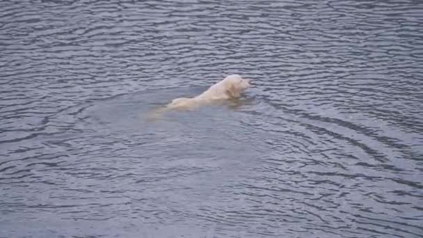 冬の湖で獲物を求めて泳いでいる狩猟犬 ゴールデンレトリバー — ストック動画