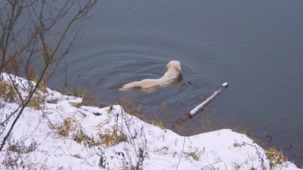 Perro Caza Golden Retriever Nada Desde Orilla Busca Presas Caza — Vídeos de Stock