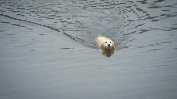 Cane Caccia Golden Retriever Nuota Lago Invernale — Video Stock