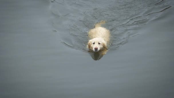 冬の湖を慎重に泳ぐ狩猟犬 ゴールデンレトリバー カメラへの動き — ストック動画