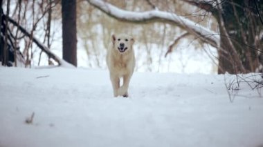 Golden Retriever ormanında koşuyor. Kamerada yavaş çekim.