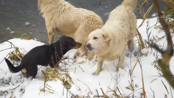 冬の湖を慎重に泳ぐ狩猟犬 ゴールデンレトリバー カメラへの動き — ストック動画