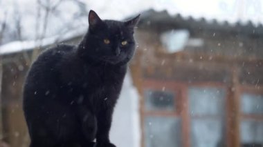 The black cat idly looks at the snowfall from the railing of the village house. Glance into the camera, licks, yawns. Cloudy weather, slowly falling snowflakes.