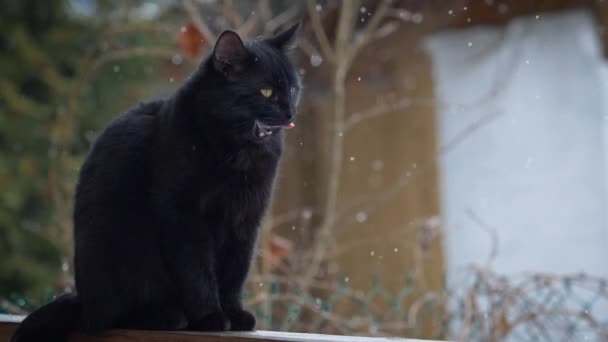 Die Schwarze Katze Gähnt Langsam Und Blickt Die Kamera Leckt — Stockvideo
