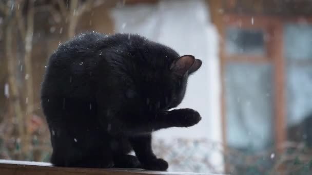 Черная Кошка Медленно Лижет Перила Деревенского Дома Затем Облизывает Губы — стоковое видео